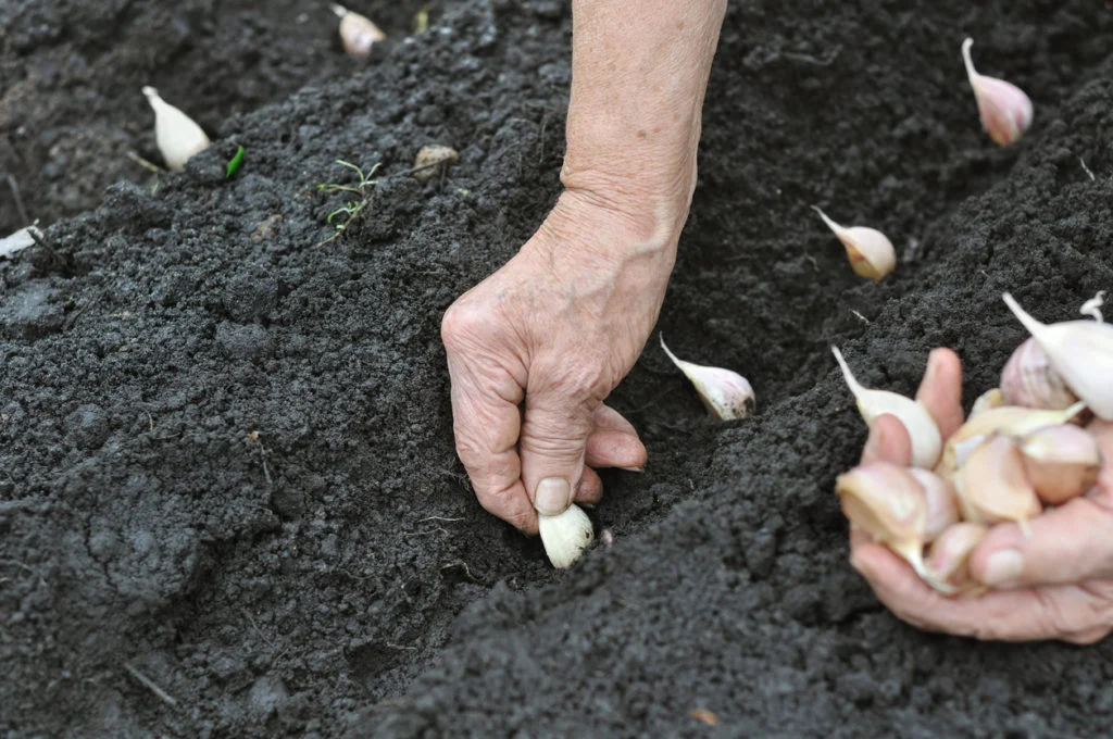 História da agricultura