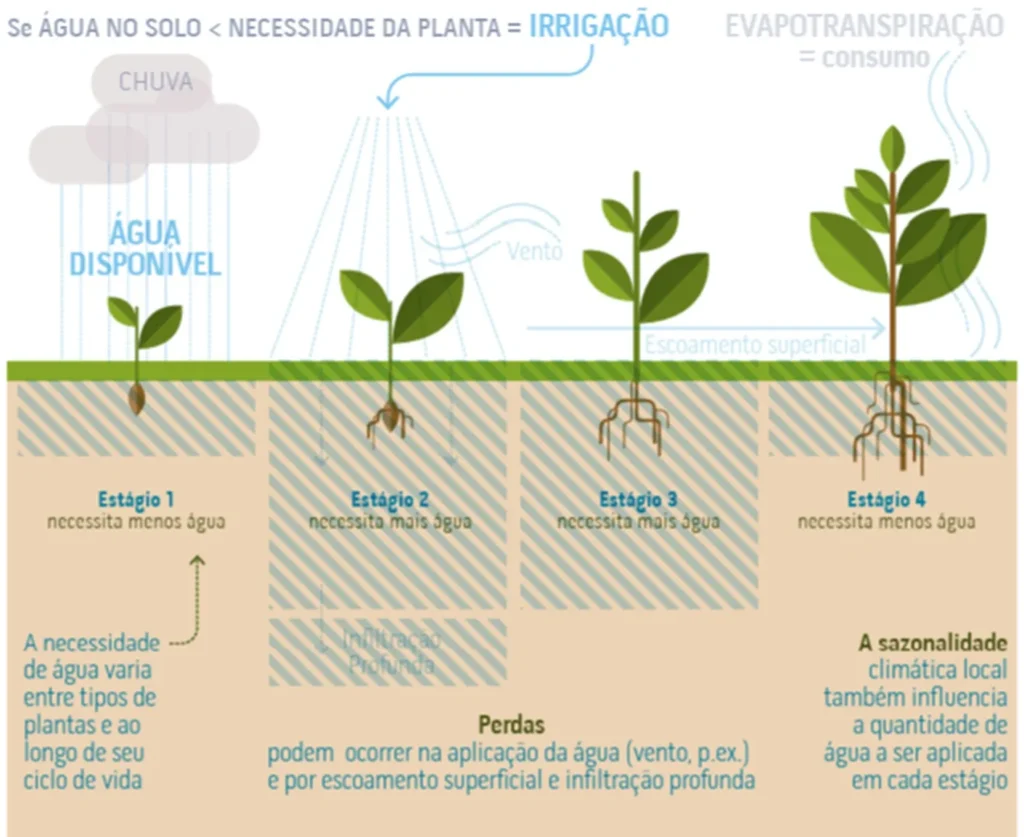 Desenvolvimento das plantas